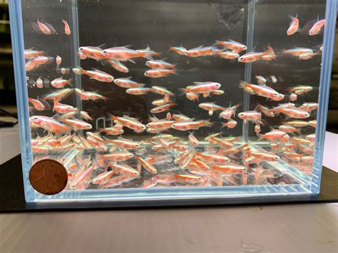 aqua huna|aqua huna fish for sale.